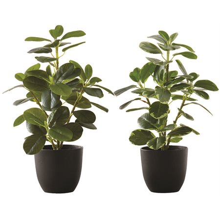 PLANTE ART.FICUS ELASTICA POT