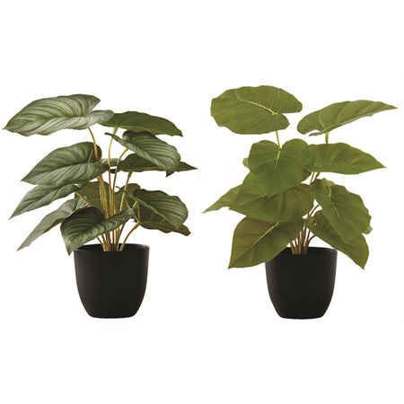 PLANTE ART.EPIPREMNUM